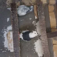 طوقی|پرنده|آباده, |دیوار