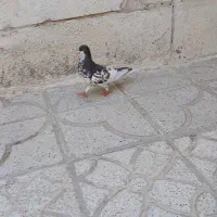 یال قهوه ای ماده