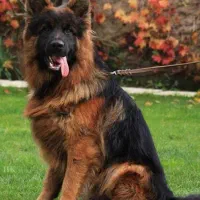 ژرمن شپهرد (شیانلو آلمانی ) family dog