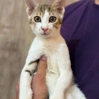 واگذاری گربه