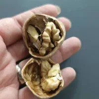 گردو|خوردنی و آشامیدنی|شیراز, آزادگان|دیوار