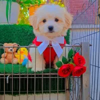 سرپرستی سگ پودل فقط چهار میلیون با تمام لوازم|سگ|تهران, شهرک غرب|دیوار