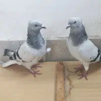 کبوتر دم سفید