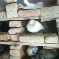 سه عدد کبوتر گمشده