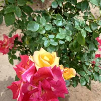 منزل ویلایی دوخوابه با زیربنای 222 متر جانبازان