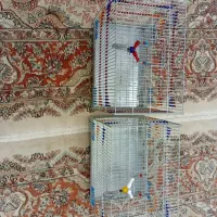 قفس|لوازم جانبی حیوانات|بیجار, |دیوار