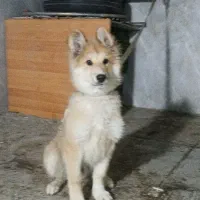 سگ نژاد ژرمن اصیل توله ۴ ماهه