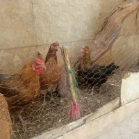 3عددمرغ تخم گذار