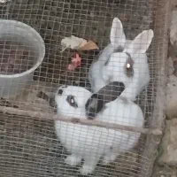 دو عدد خرگوش نر و ماده یک نیمه لوپ و دیگری ساده‌|موش و خرگوش|کرمان, |دیوار