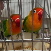 ۲ عدد طوطی برزیلی