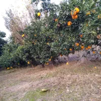 فروش تامسون