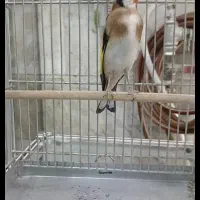 سهره جوجه قفس دوساله.