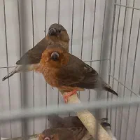 فنچ زبرا فول اورنج خالص هاف اورنج ماده تک موجوده|پرنده|پاکدشت, خاتون آباد|دیوار