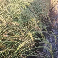 دوهکتار زمین به اجاره واگذار میشود با آب دایم