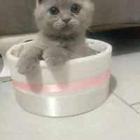 یه قلاده بریتیش اسکاتیش تریپل فولد لیلاک نر|گربه|مشهد, کوثر|دیوار