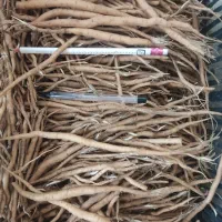 نشای آنغوزه شیرین یک  ساله و دوساله