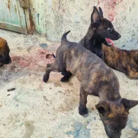 واگذاری توله مالینویز نگهبان|سگ|شیراز, نصرآباد|دیوار