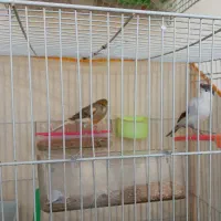 یک جفت قناری (نر و ماده)