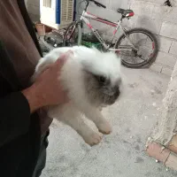 خرگوش لپی|موش و خرگوش|ارومیه, |دیوار