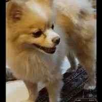 کرم کاراملی بنام  سایا|سگ|تهران, حشمتیه|دیوار