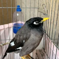 مرغ مینا سخنگو شاه تخم|پرنده|قدس, شهر‌قدس|دیوار