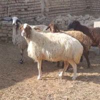 دو عدد میش 3بره ماده همشون جنس|حیوانات مزرعه|کاشان, مشکات|دیوار