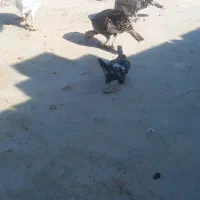 بوقلمون|حیوانات مزرعه|بهبهان, |دیوار