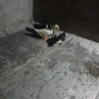 اردک