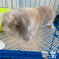 خرگوش لوپ هلندی نر چشم ابی|موش و خرگوش|قائم‌شهر, |دیوار