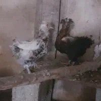 فروش مرغهای محلی و زینتی|حیوانات مزرعه|کوهسار (البرز), |دیوار