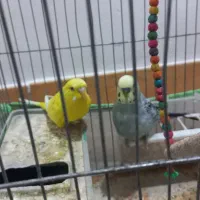 یک جفت مرغ عشق زیبا
