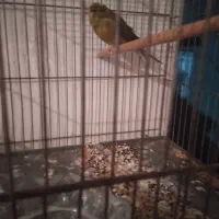 قناری نر .معاوضه با کفتر وفروش|پرنده|مسجد سلیمان, |دیوار