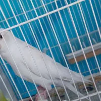 عروس هلندی آلبینو  و مرواریدی|پرنده|مشهد, کوشش|دیوار