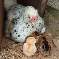 مرغ.گلین با جوجه
