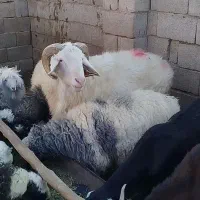 قوچ لاکن بختیاری اصل لنگ جمل بره میش|حیوانات مزرعه|نگار, |دیوار