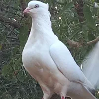 طوقی ودوکت، اراکی،سرور، نوک ریز سینه ای