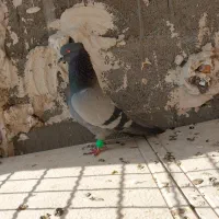 ۴تا صید|پرنده|بجنورد, |دیوار