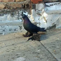 یک عدد قره اغ گوز نر|پرنده|اهر, |دیوار