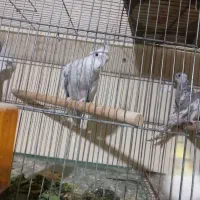 چهارتا عروس هلندی