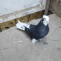 کبوتر کاکلی موش پا