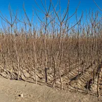 نهال زیتون تلخ