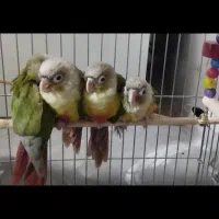 گرینچیک|پرنده|میانه, |دیوار