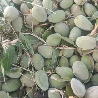 بادام سبز شیرین