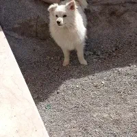 سگ پامرین|سگ|مبارکه, |دیوار