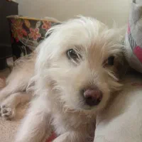 سگ نر فروشی قیمت ۲تومان به دلیل شرایط نگهداری