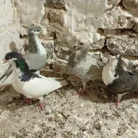 3عددکبوتر رنگی|پرنده|آبیک, |دیوار