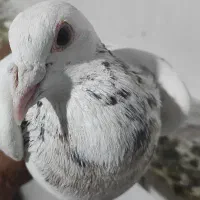 کبوتر شهرستان کربلایی،سرور مسافتی ،کلاغ(کله سفید)|پرنده|تهران, مسعودیه|دیوار