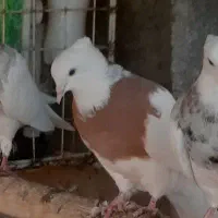 طوقی نرو ماده. الماسی و اجری|پرنده|سنندج, |دیوار