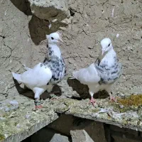 کفتر طوقی