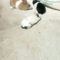 خرمشهر|موش و خرگوش|خرمشهر, |دیوار